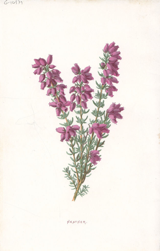 FLOWERS. Heather c1895 old antique vintage print picture